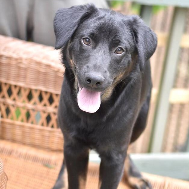Enlarge Levi (Victoria Litter), a Adoptable mixed breed in Coopersburg, PA image 1/5