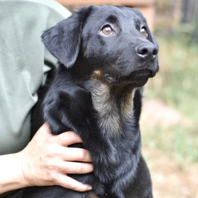 Enlarge Levi (Victoria Litter), a Adoptable mixed breed in Coopersburg, PA image 2/5