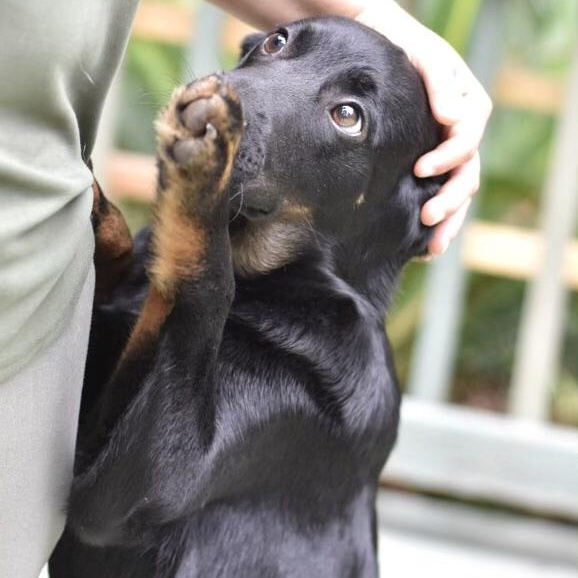 Enlarge Levi (Victoria Litter), a Adoptable mixed breed in Coopersburg, PA image 4/5