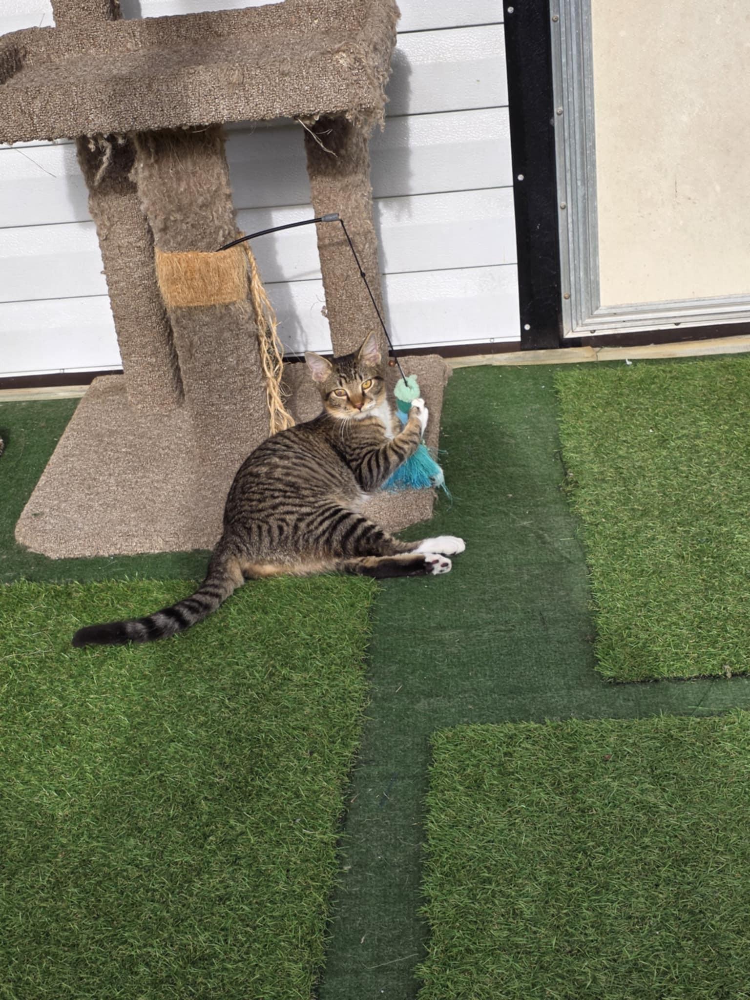 Wolfie, a Adoptable Domestic Short Hair in Umatilla, FL image 1/4