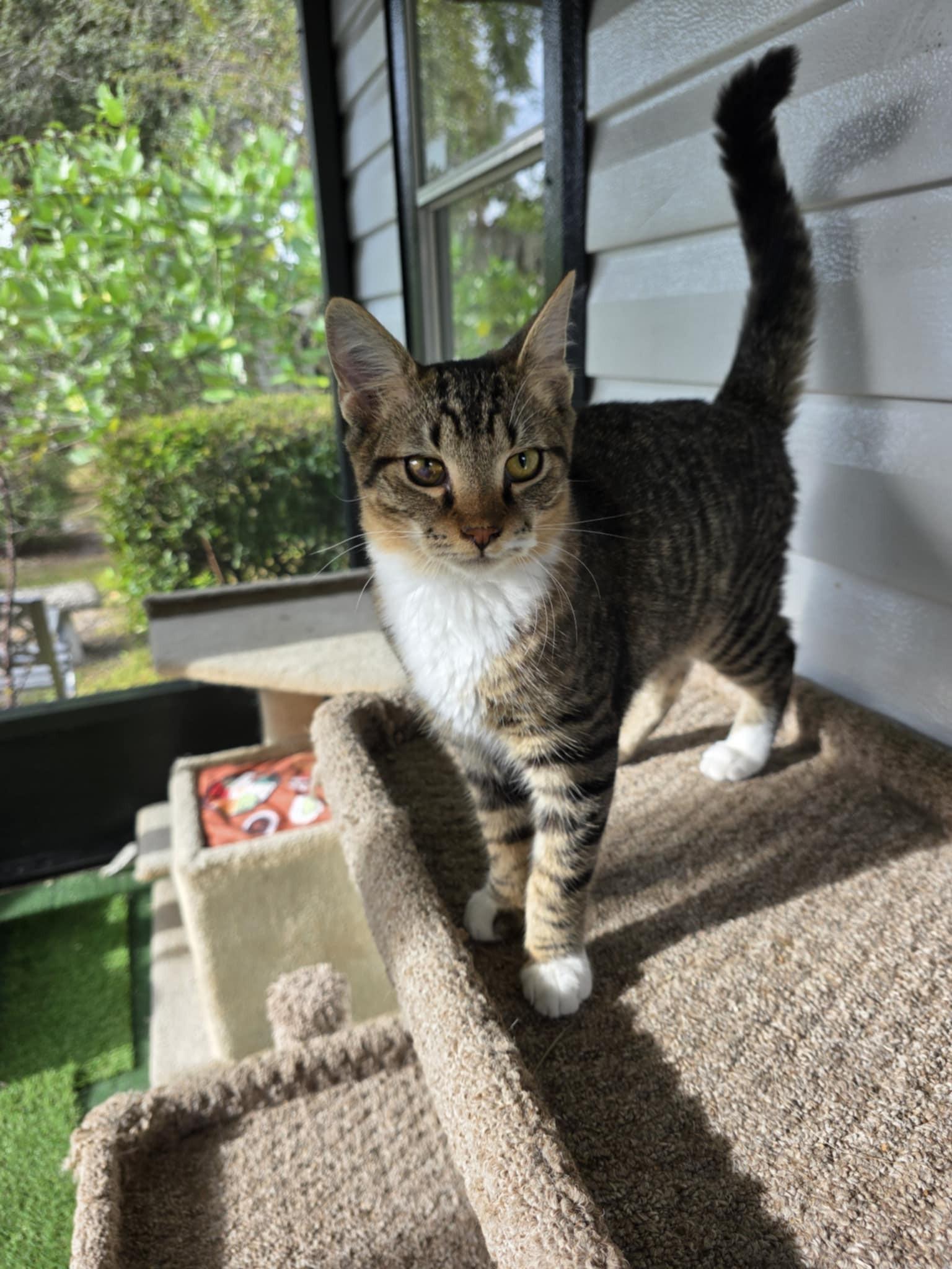 Wolfie, a Adoptable Domestic Short Hair in Umatilla, FL image 2/4