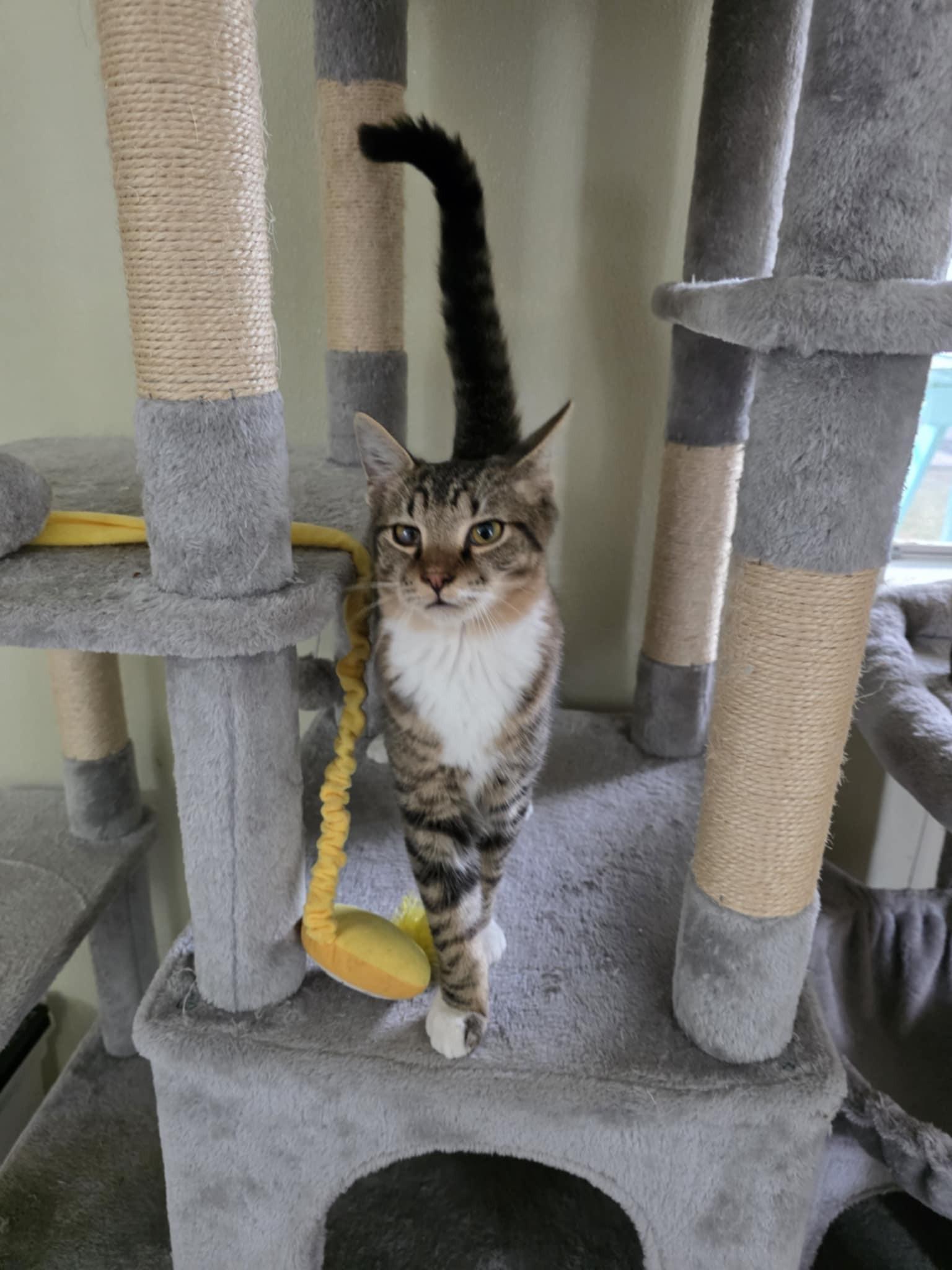 Wolfie, a Adoptable Domestic Short Hair in Umatilla, FL image 3/4