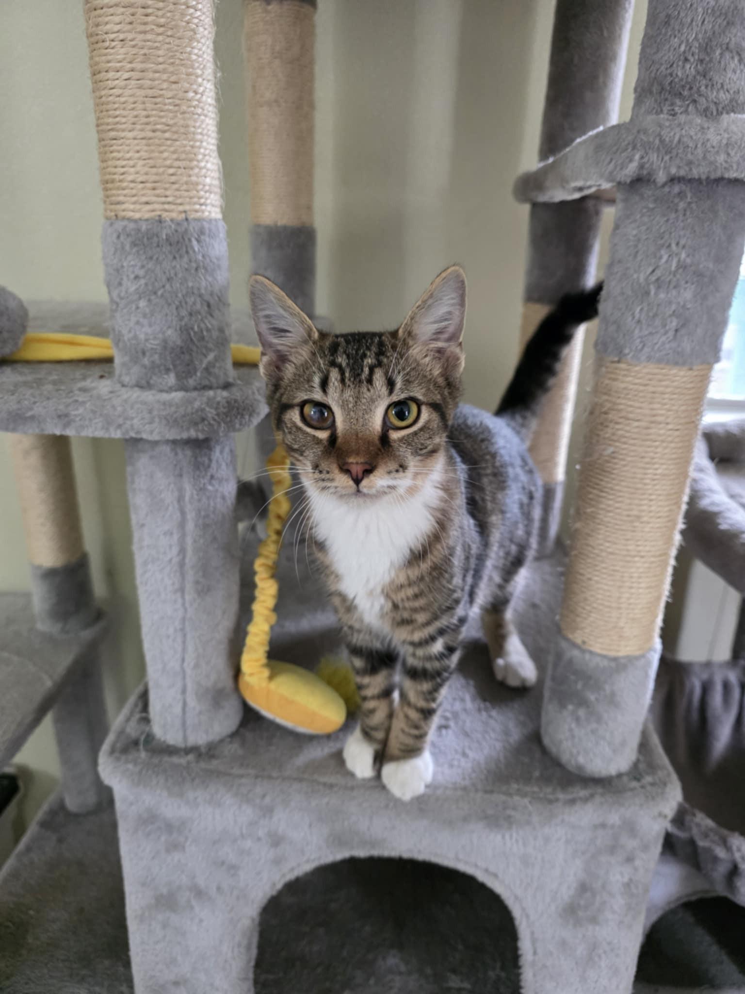 Wolfie, a Adoptable Domestic Short Hair in Umatilla, FL image 4/4