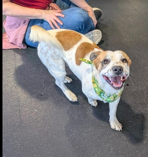 Enlarge ELVIS, a ADOPTABLE mixed breed in Lincoln, NE image 4/6