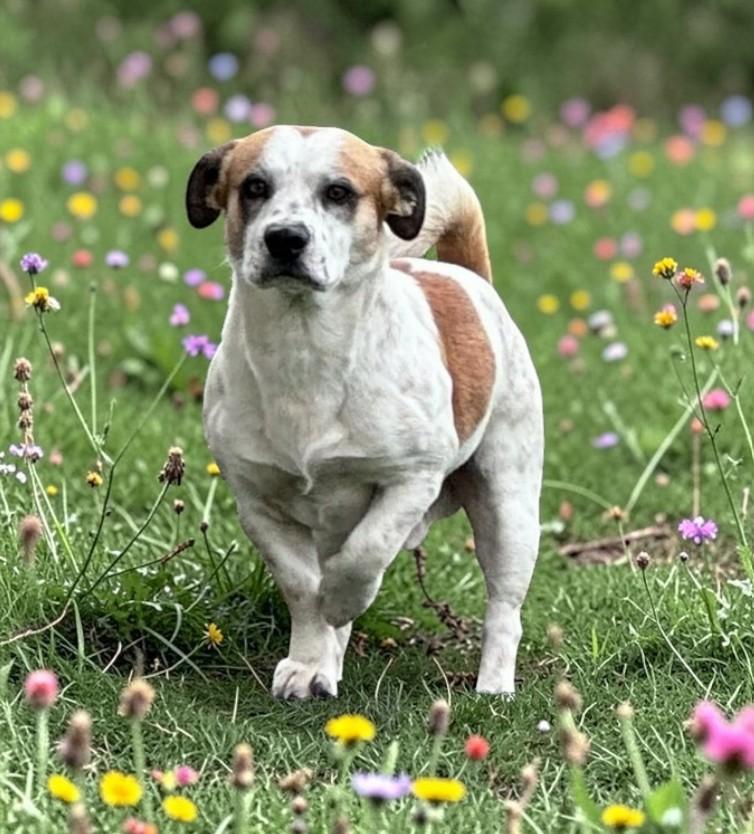 Enlarge ELVIS, a ADOPTABLE mixed breed in Lincoln, NE image 2/6