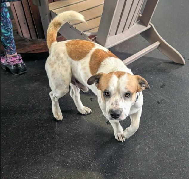 Enlarge ELVIS, a ADOPTABLE mixed breed in Lincoln, NE image 6/6
