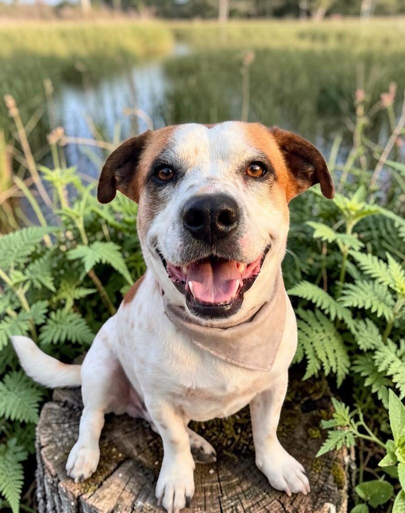 ELVIS, ADOPTABLE, Adult Male Basset Hound & Jack Russell Terrier.