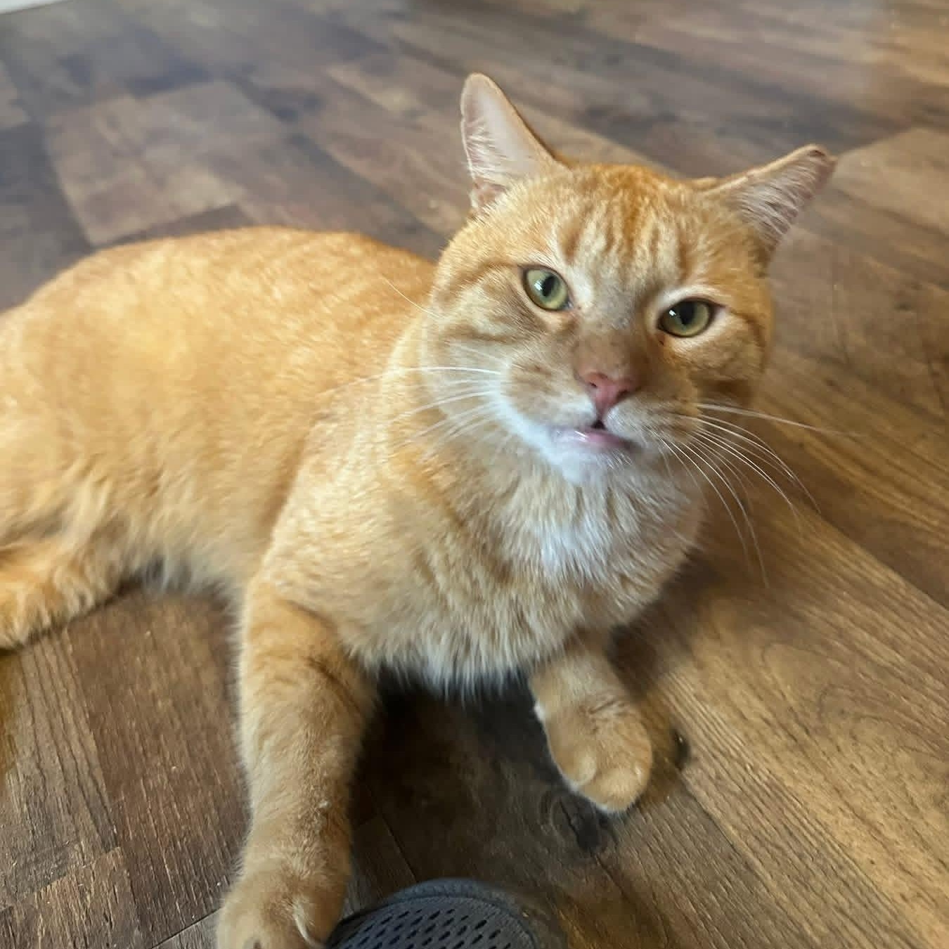 Enlarge Cornelius (pse), a Adoptable Domestic Short Hair in Simpsonville, SC image 6/6