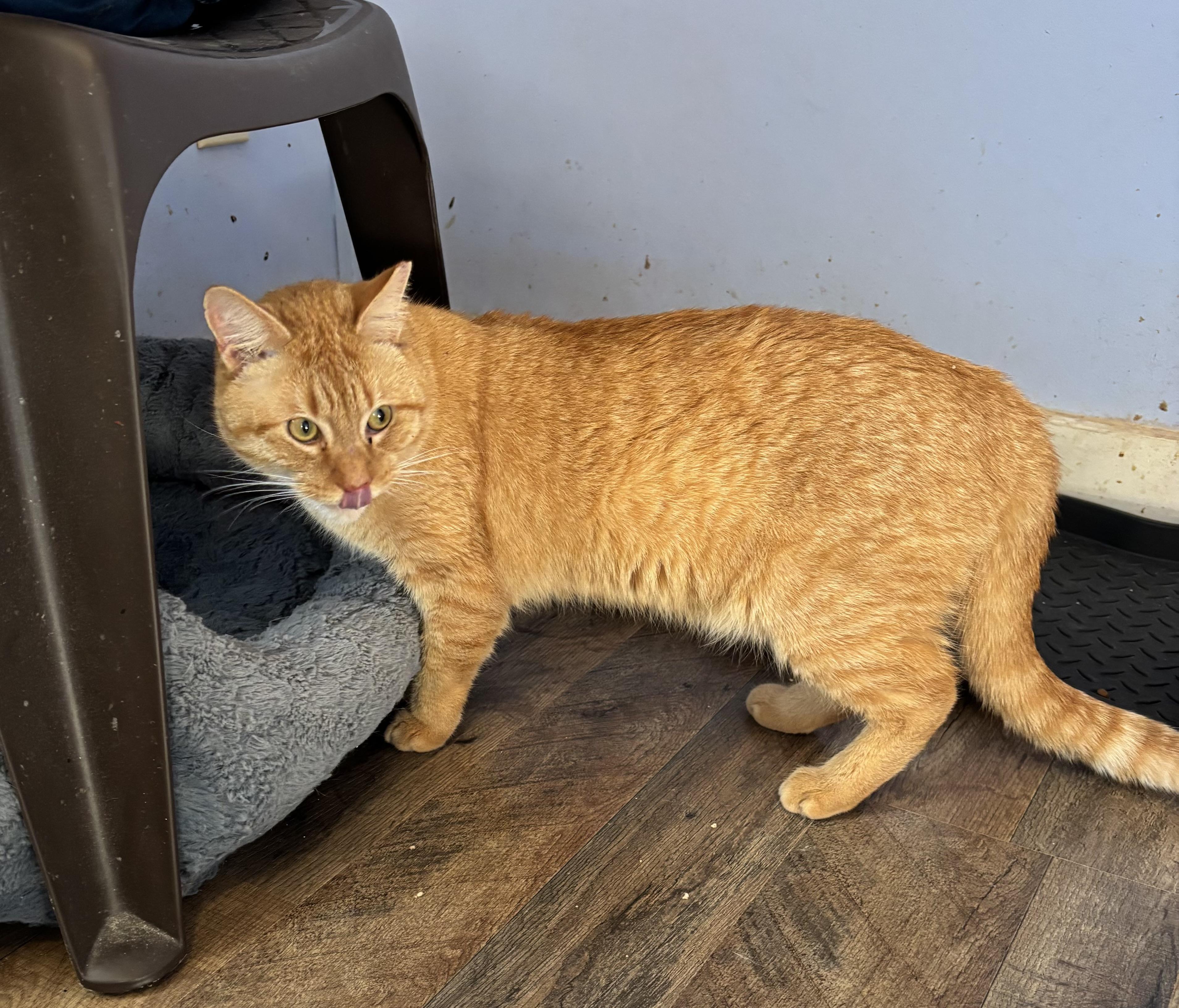 Enlarge Cornelius (pse), a Adoptable Domestic Short Hair in Simpsonville, SC image 5/6