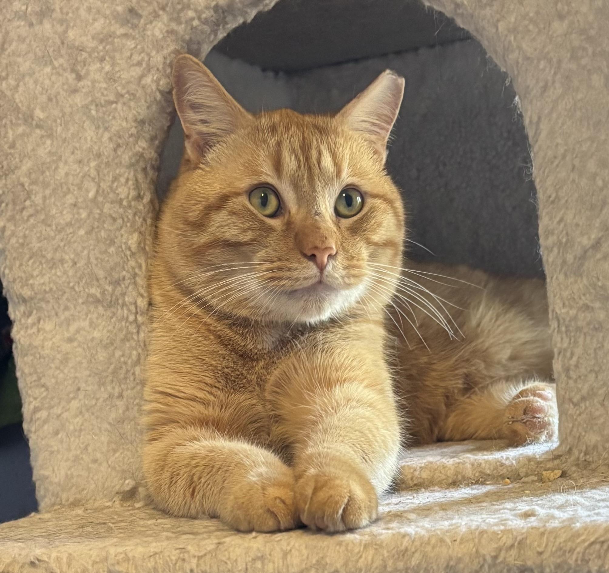 Cornelius (pse), Adoptable, Young Male Domestic Short Hair.