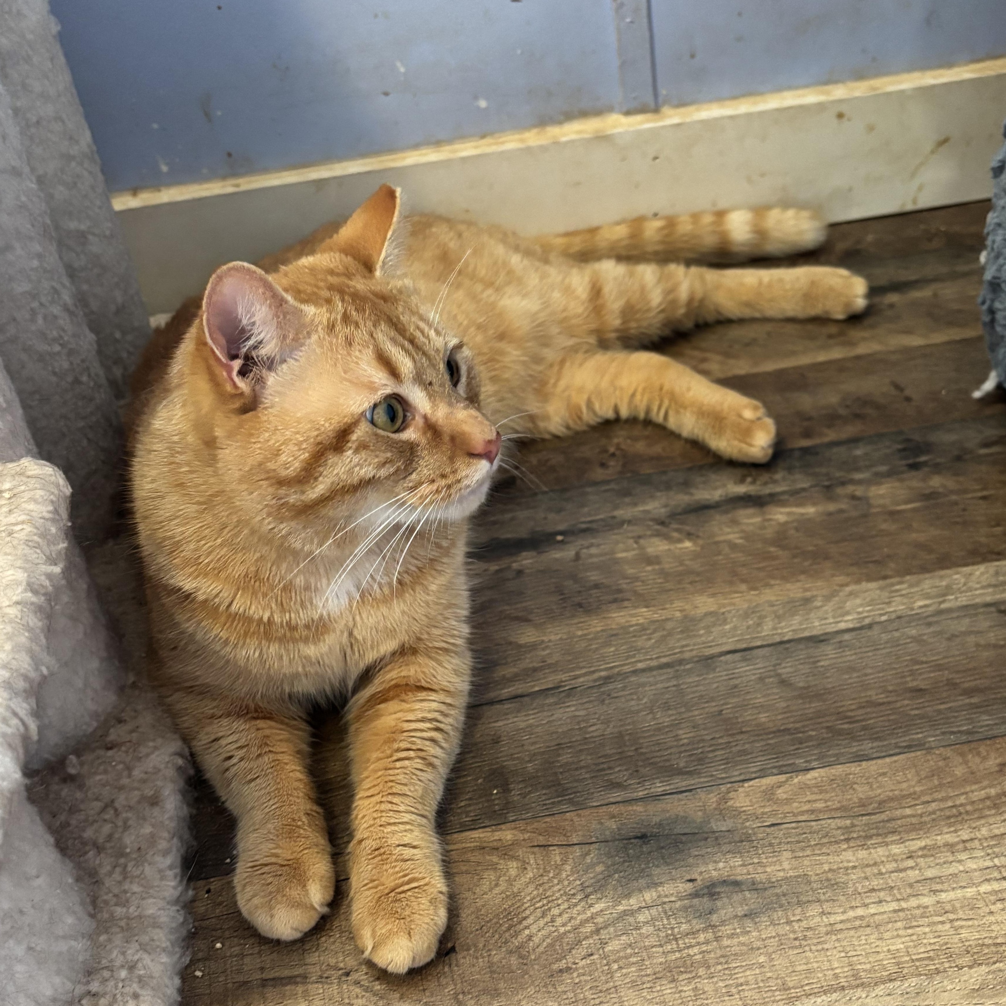 Enlarge Cornelius (pse), a Adoptable Domestic Short Hair in Simpsonville, SC image 4/6