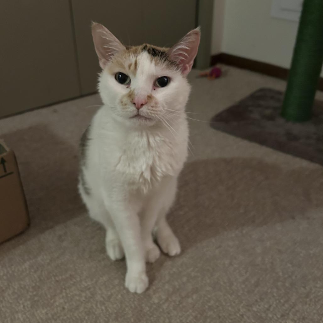 Enlarge Angel C70110, a Adoptable Domestic Short Hair in Minnetonka, MN image 1/6