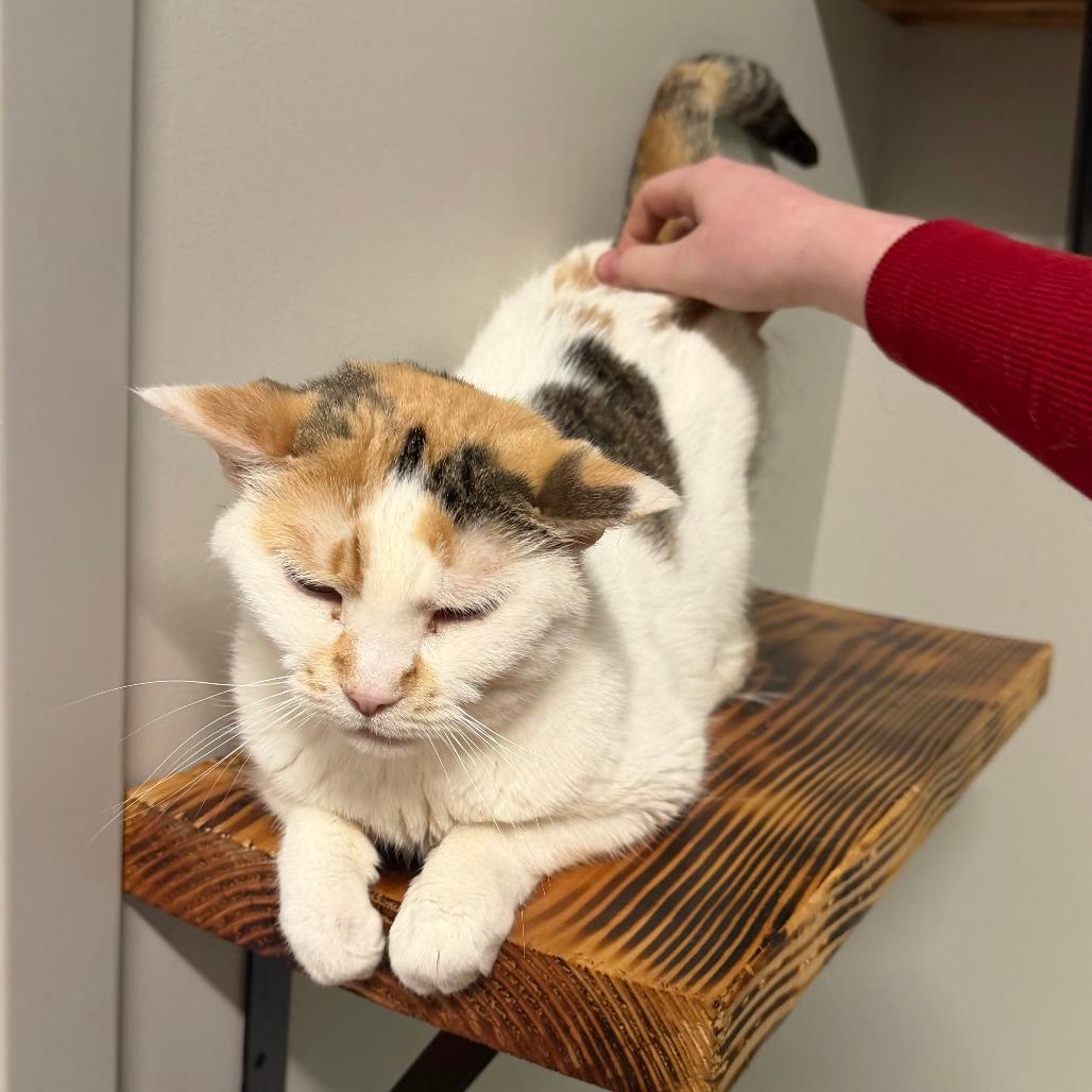 Enlarge Angel C70110, a Adoptable Domestic Short Hair in Minnetonka, MN image 2/6