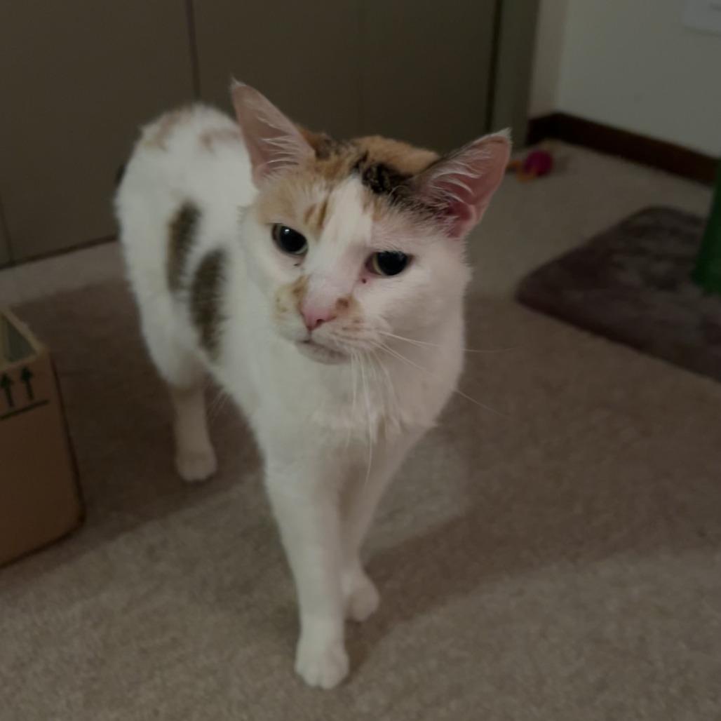 Enlarge Angel C70110, a Adoptable Domestic Short Hair in Minnetonka, MN image 3/6