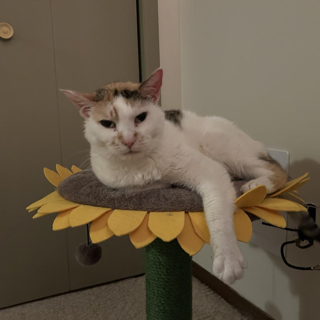 Enlarge Angel C70110, a Adoptable Domestic Short Hair in Minnetonka, MN image 4/6