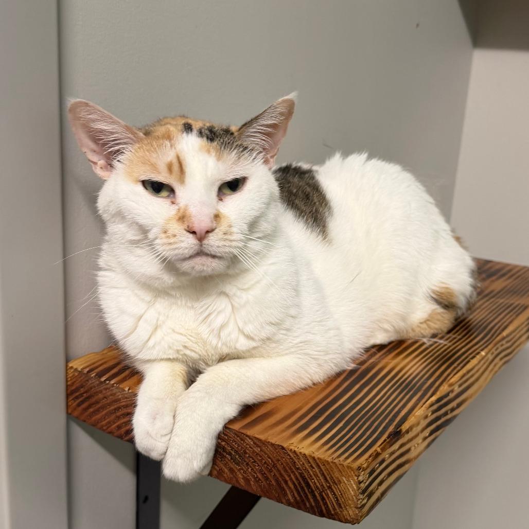 Enlarge Angel C70110, a Adoptable Domestic Short Hair in Minnetonka, MN image 5/6