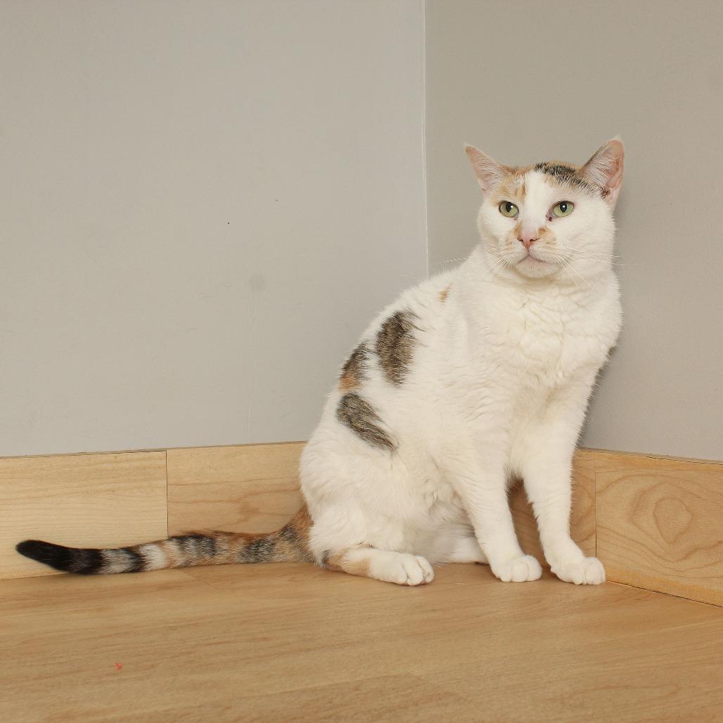 Enlarge Angel C70110, a Adoptable Domestic Short Hair in Minnetonka, MN image 6/6