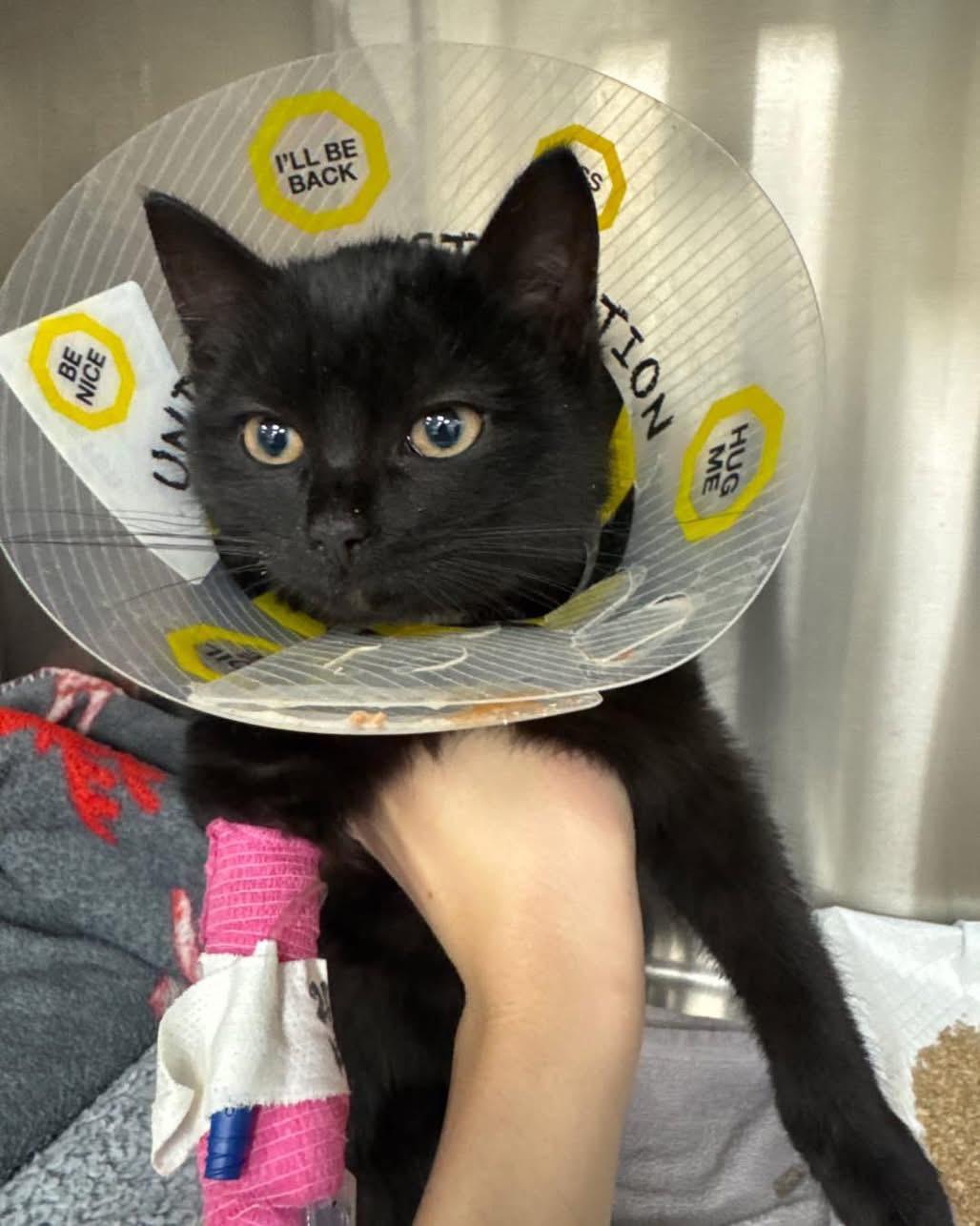 Steve O, Adoptable, Young Male Domestic Short Hair.