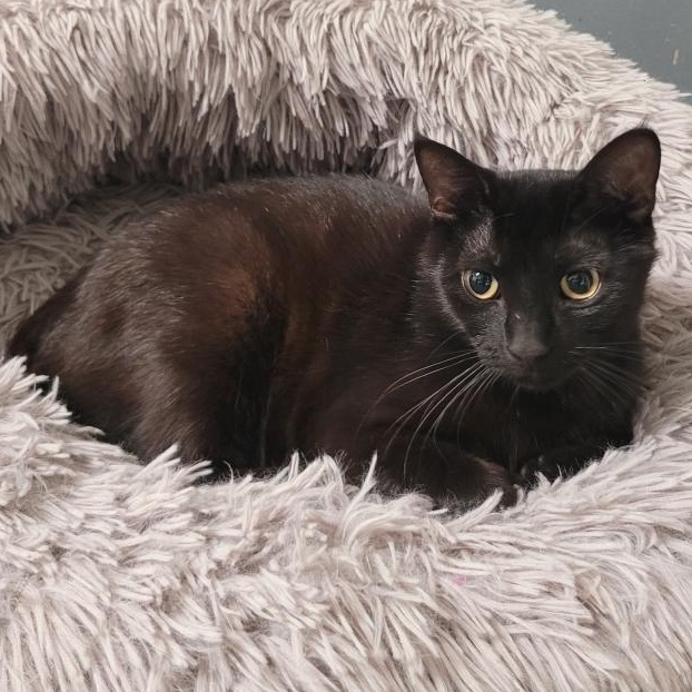 Enlarge Luna, a Adoptable mixed breed in Spencer, IA image 1/1