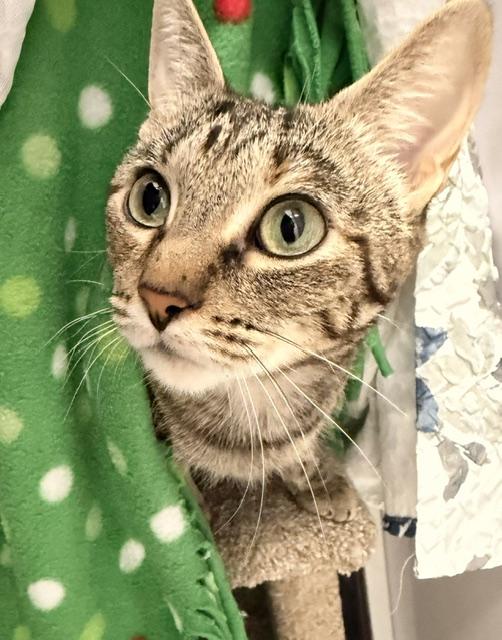 Farfalle, ADOPTABLE, Adult Female Domestic Short Hair.