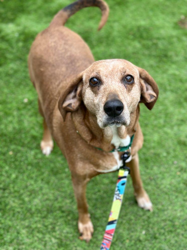 Enlarge Greta, a Adoptable Mixed Breed in Alexandria, VA image 1/2
