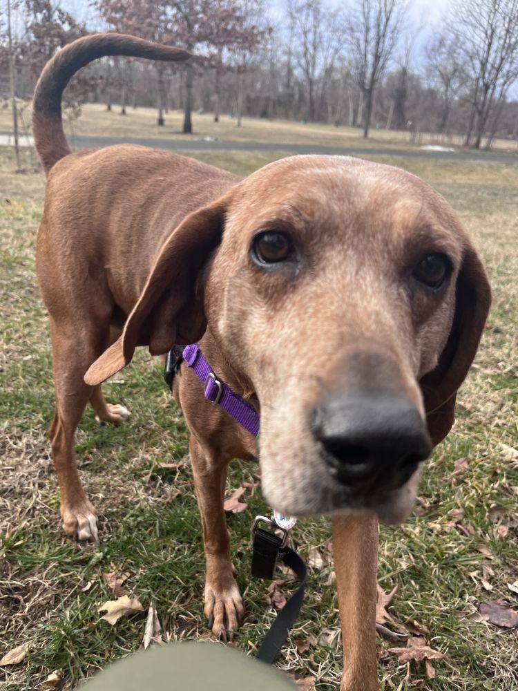 Enlarge Greta, a Adoptable Mixed Breed in Alexandria, VA image 2/2