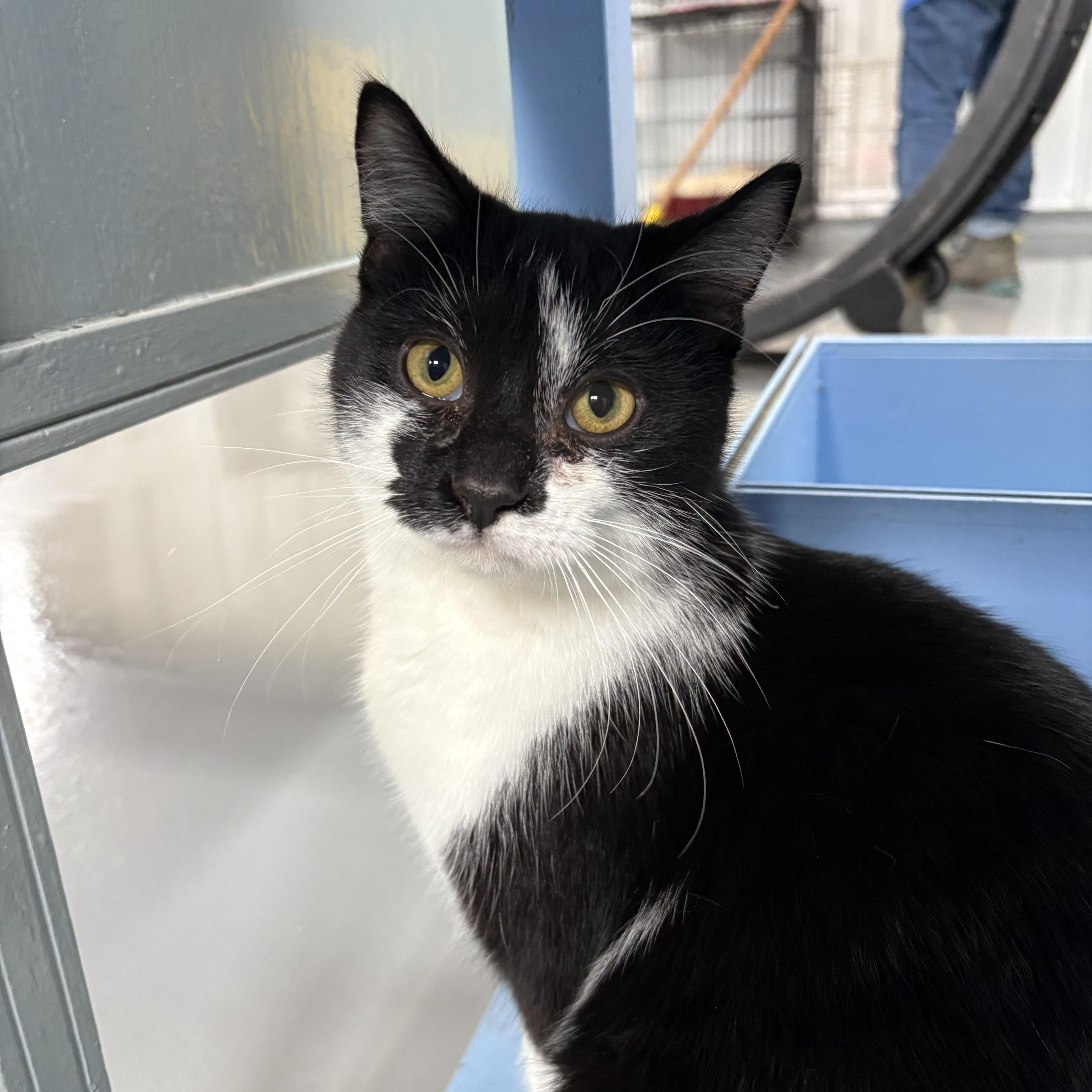 Lil’ Bubba, ADOPTABLE, Young Male American Shorthair.