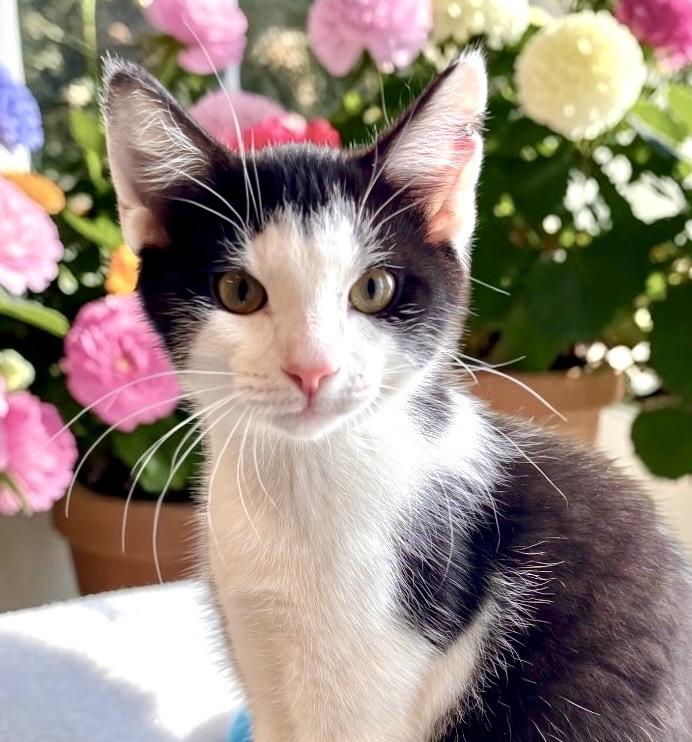 Dinky - KITTEN, a ADOPTABLE Domestic Short Hair in Perry, IA image 1/3