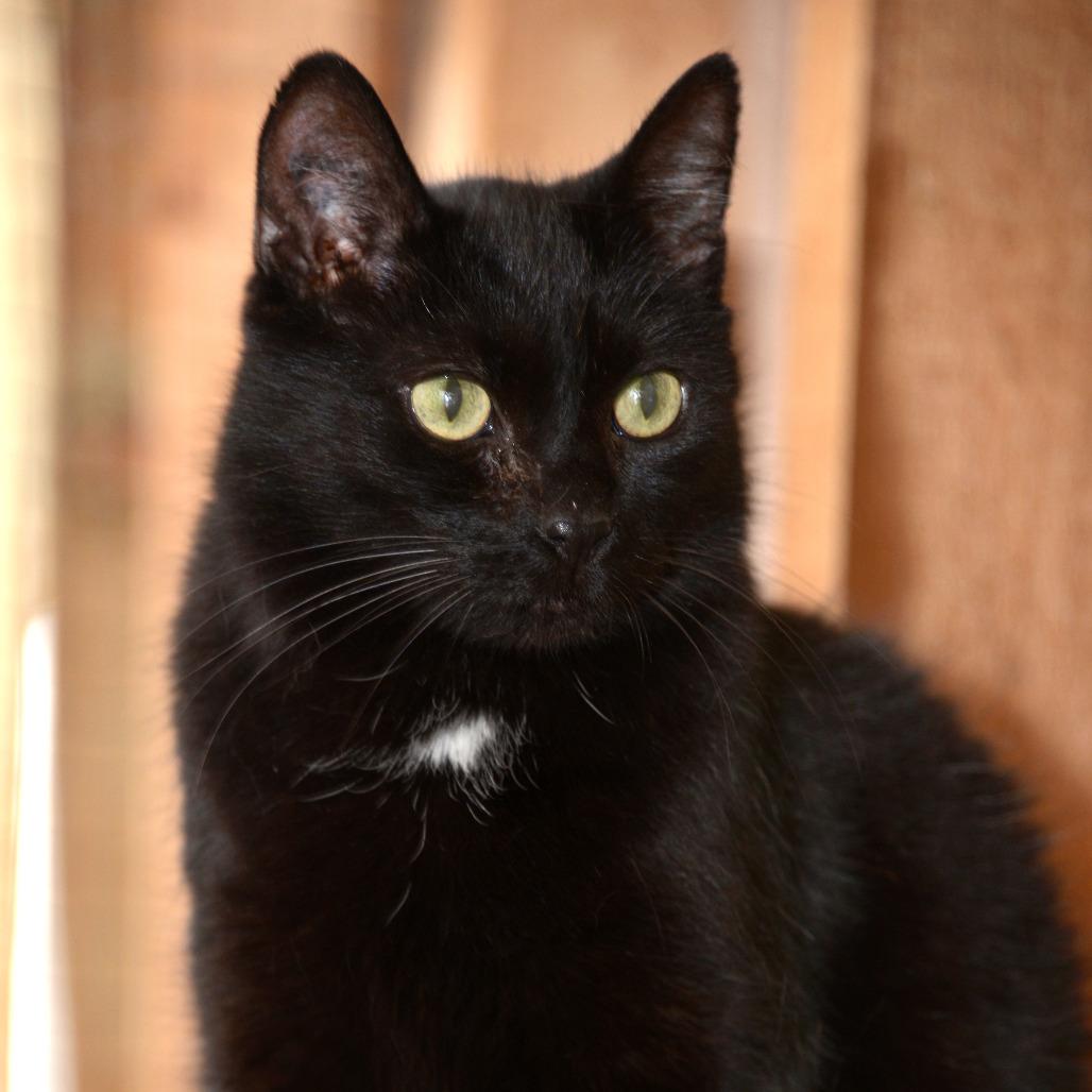 Enlarge Liam, a Adoptable Domestic Short Hair in Chilliwack, BC image 1/3