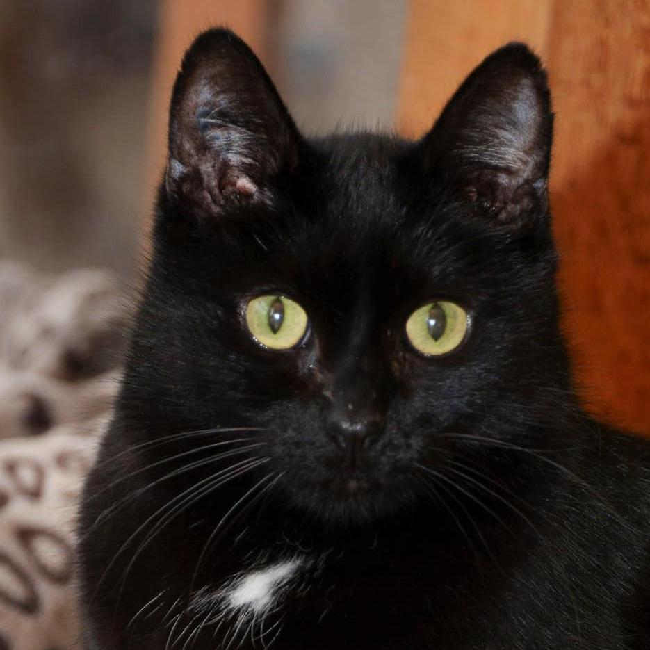 Enlarge Liam, a Adoptable Domestic Short Hair in Chilliwack, BC image 2/3