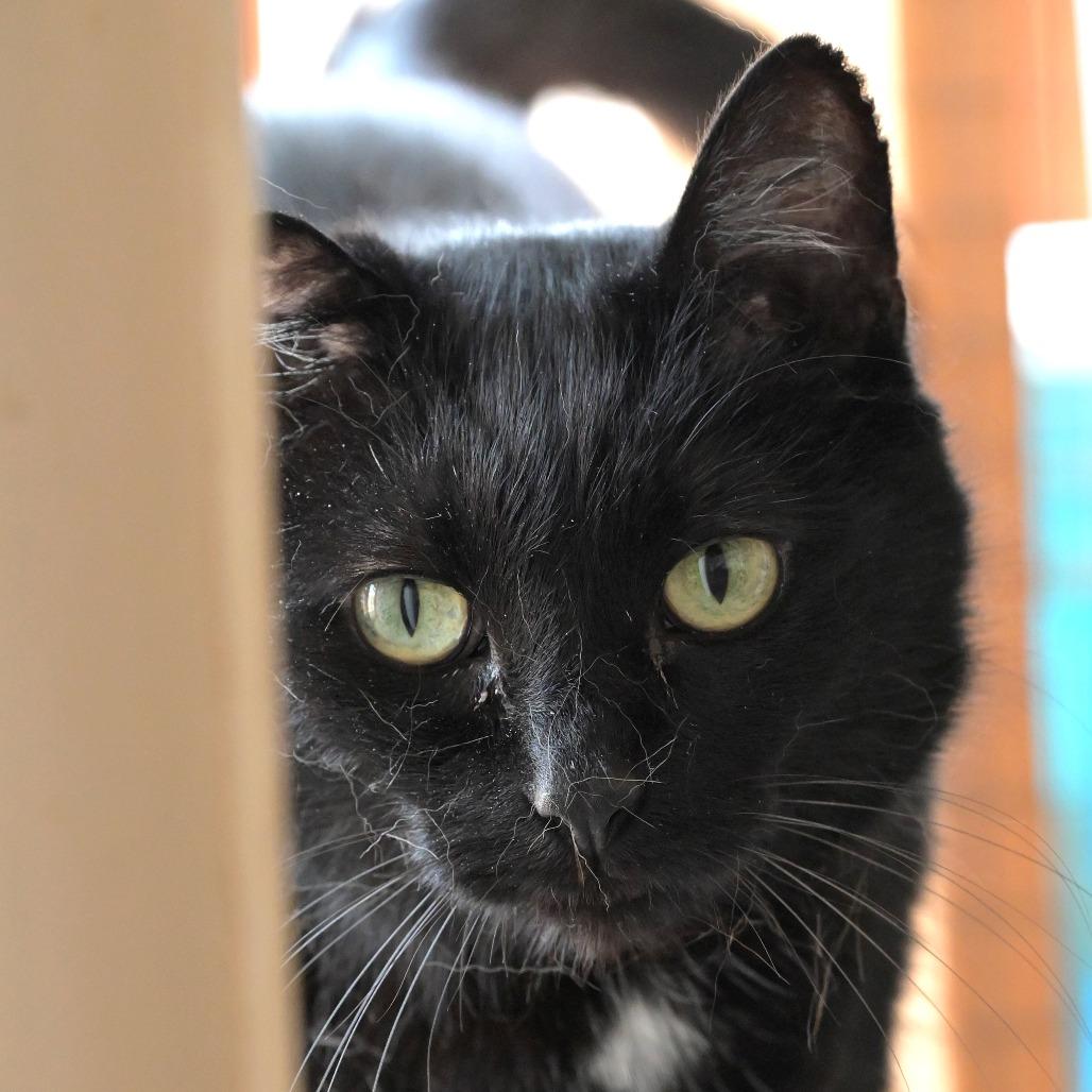 Enlarge Liam, a Adoptable Domestic Short Hair in Chilliwack, BC image 3/3