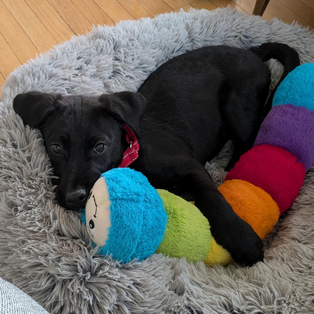 Enlarge 470 (2026) Mila, a Adoptable mixed breed in Parker, CO image 1/6