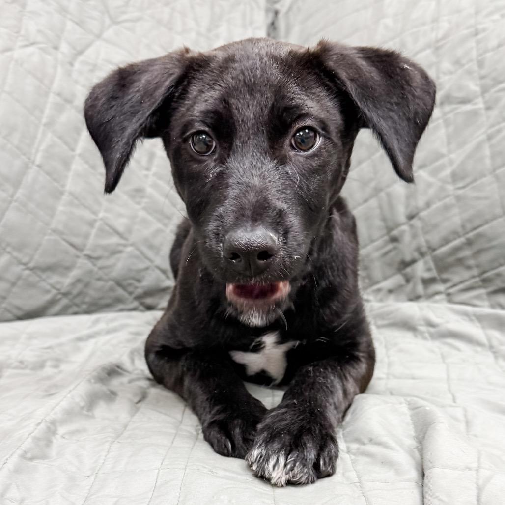 Enlarge 470 (2026) Mila, a Adoptable mixed breed in Parker, CO image 4/6