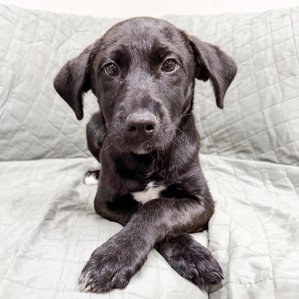 Enlarge 470 (2026) Mila, a Adoptable mixed breed in Parker, CO image 6/6