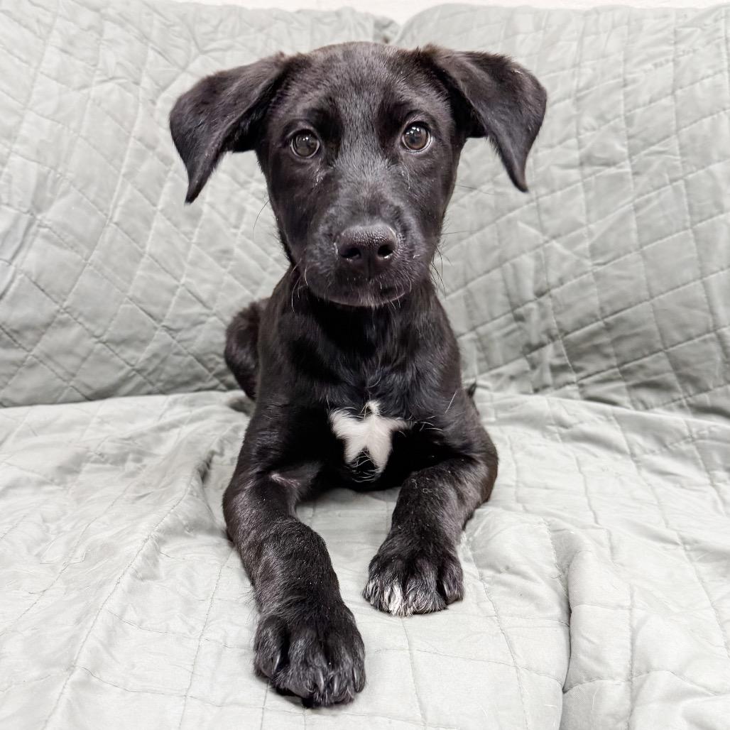 Enlarge 470 (2026) Mila, a Adoptable mixed breed in Parker, CO image 2/6