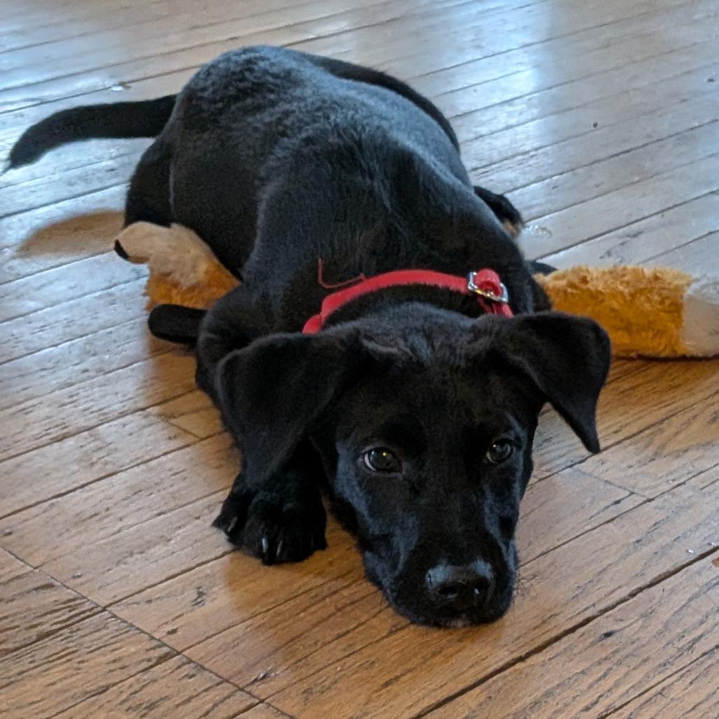 Enlarge 470 (2026) Mila, a Adoptable mixed breed in Parker, CO image 3/6