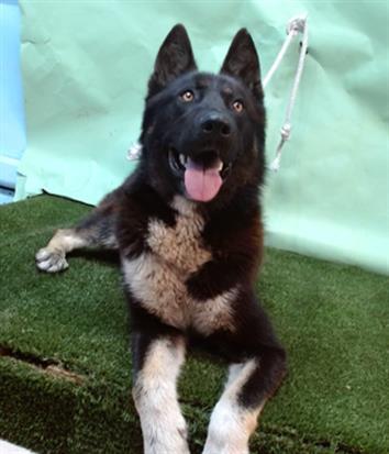 KEEMO, Adoptable, Young Male Akita & Mixed Breed.