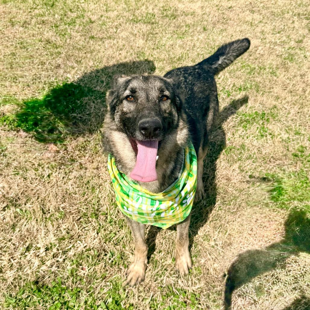 Pinenut — thumbnail 3