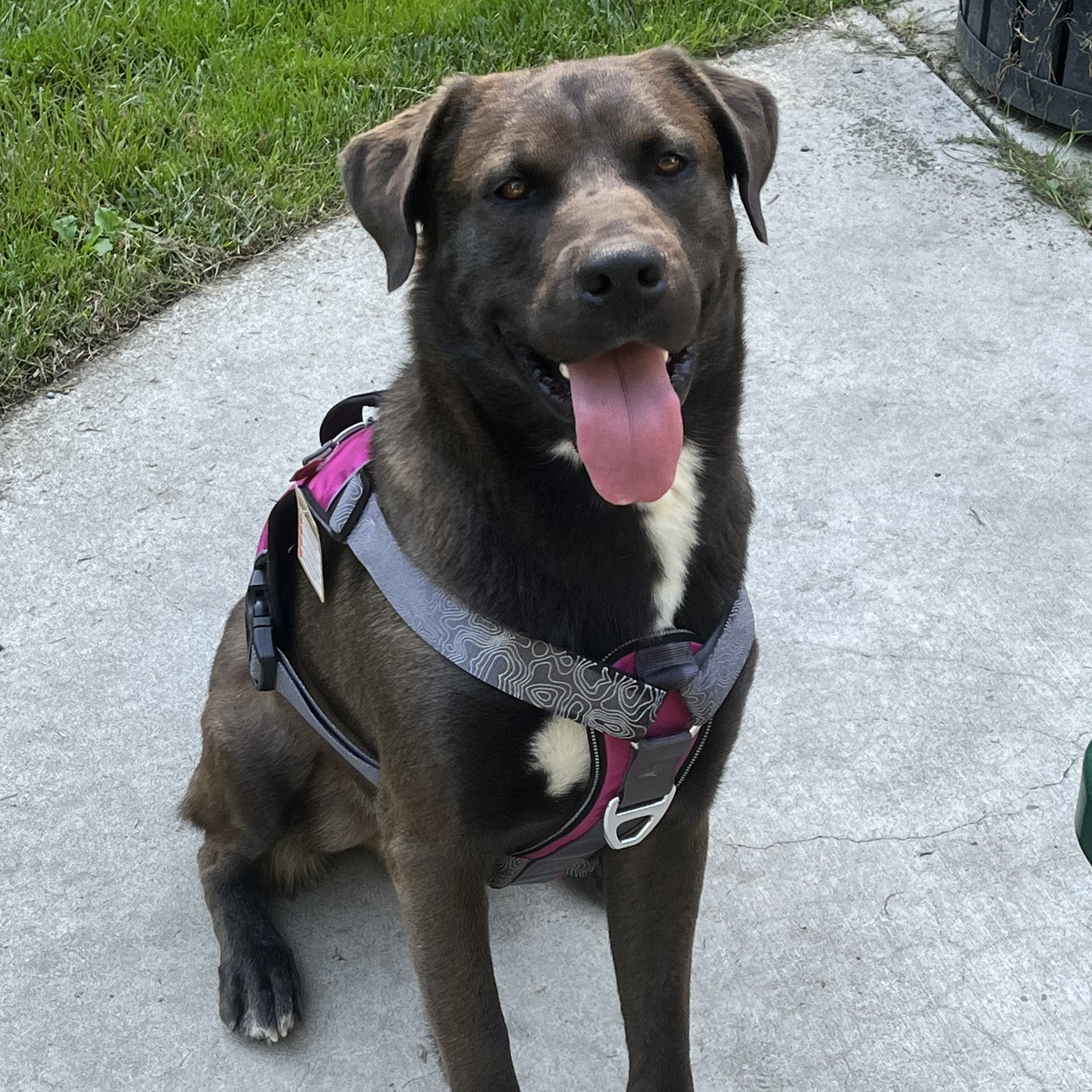 Dog for adoption Peter, a Chocolate Labrador Retriever in Mountain