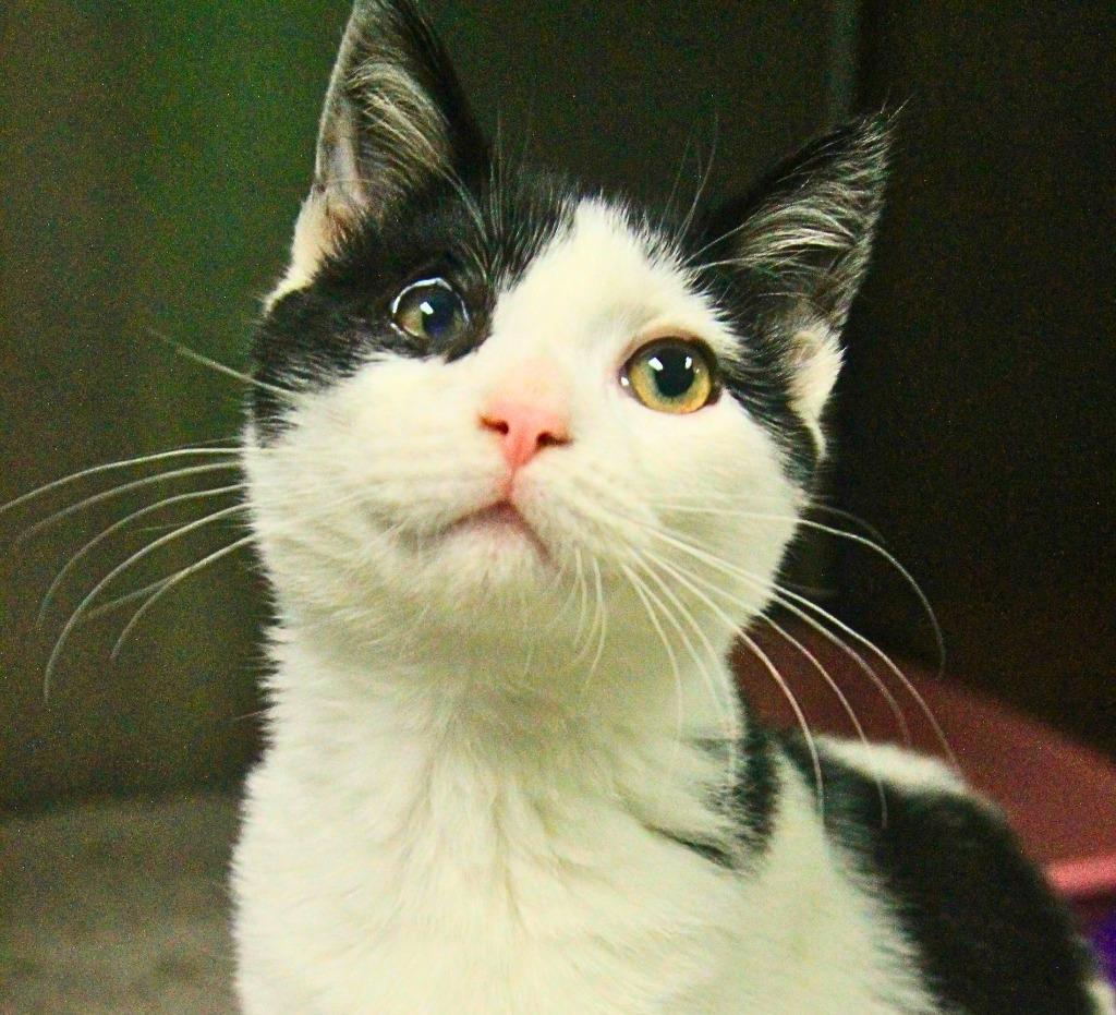 Winky, Adoptable, Kitten Male Domestic Short Hair.