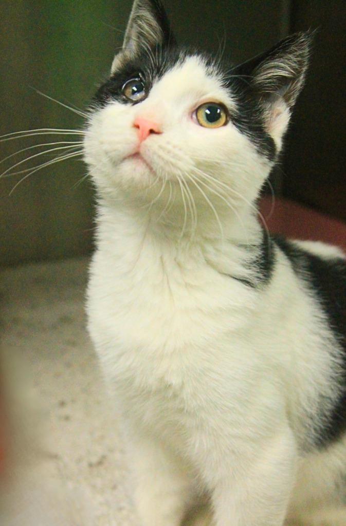 Enlarge Winky, a Adoptable mixed breed in Utica, MI image 2/2