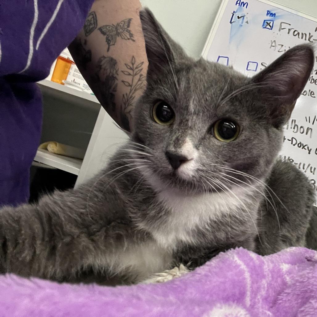 Battle Cat, a Adoptable Domestic Short Hair in Lexington, KY image 3/3