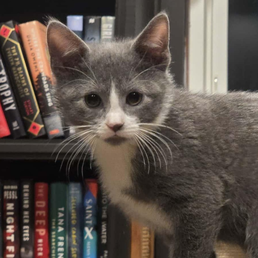 Enlarge Eggplant a.k.a. Eggy, a Adoptable Domestic Short Hair in Knox, PA image 4/5