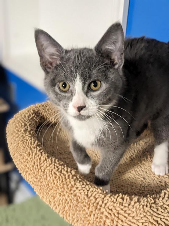 Enlarge Eggplant a.k.a. Eggy, a Adoptable Domestic Short Hair in Knox, PA image 2/5