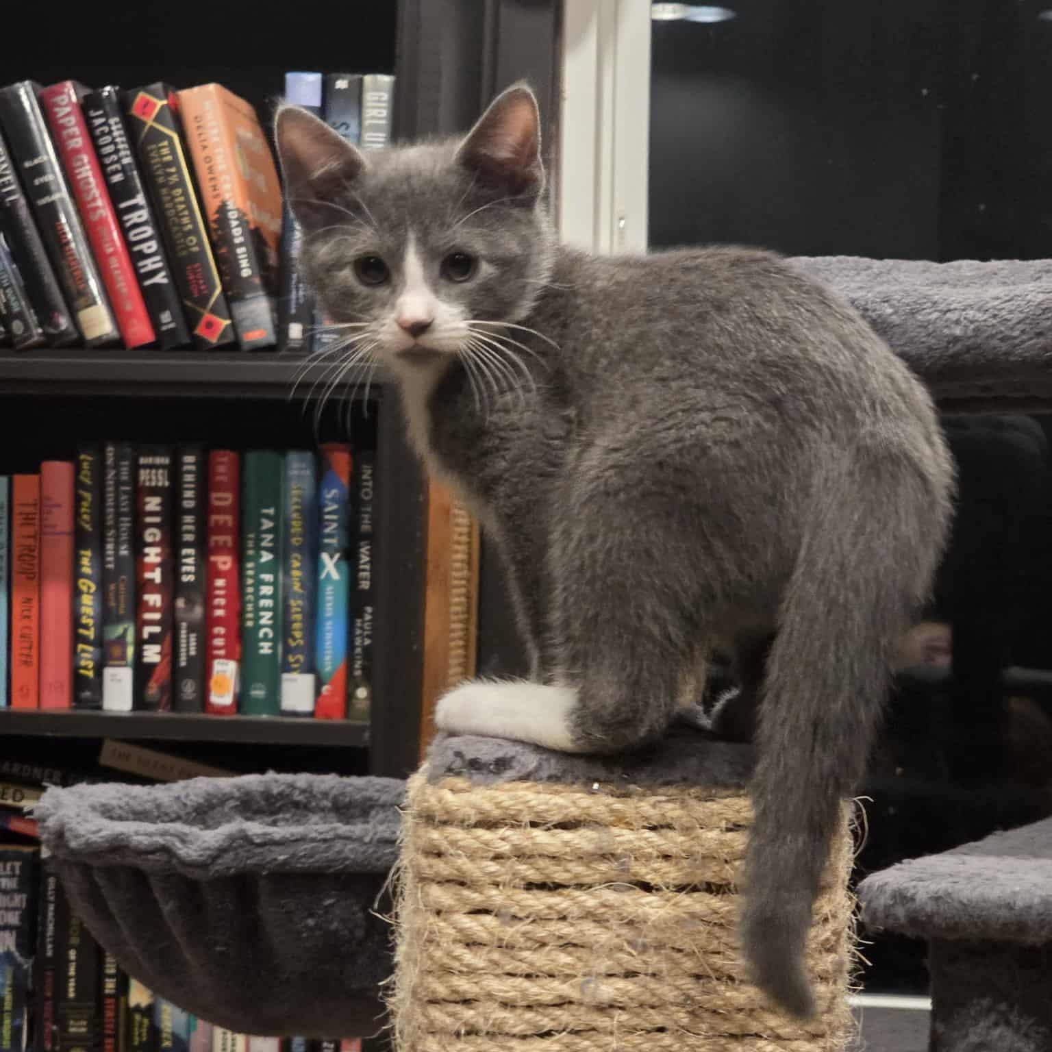 Enlarge Eggplant a.k.a. Eggy, a Adoptable Domestic Short Hair in Knox, PA image 5/5