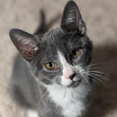 Enlarge Eggplant a.k.a. Eggy, an adopted Domestic Short Hair in Knox, PA image 3/5