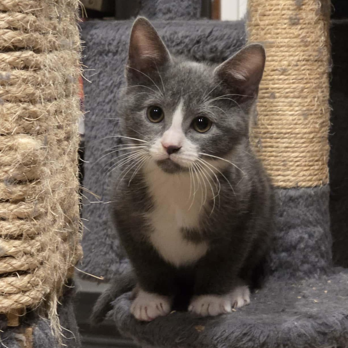 Enlarge Eggplant a.k.a. Eggy, a Adoptable Domestic Short Hair in Knox, PA image 3/5