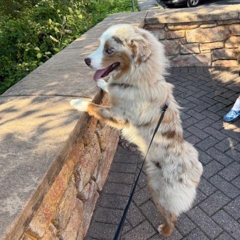 Enlarge Scout, a ADOPTABLE Australian Shepherd in Elk River, MN image 2/2