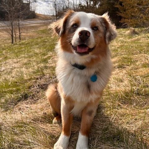 Enlarge Scout, a ADOPTABLE Australian Shepherd in Elk River, MN image 1/2