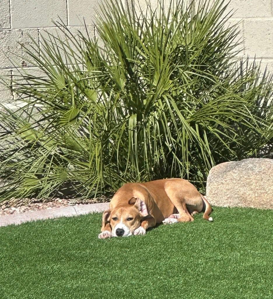 Dasher, a Adoptable mixed breed in Phoenix, AZ image 1/6